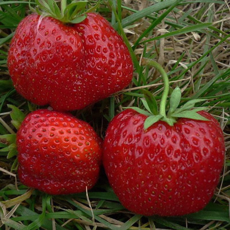 Клубника «Машенька» 5шт.