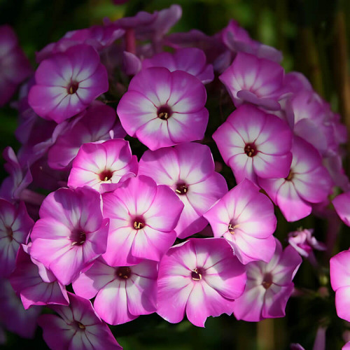 Флокс «Flame Purple Eye»