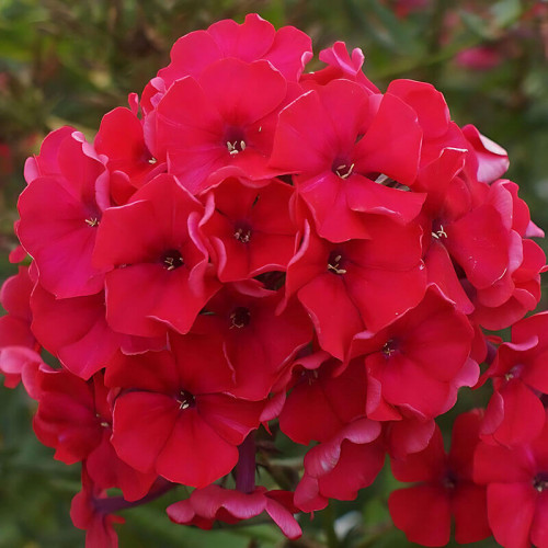 Флокс «Flame Red»