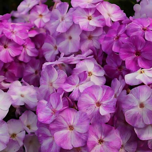Флокс «Freckle Purple Shades»