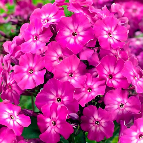 Флокс «Hannah»