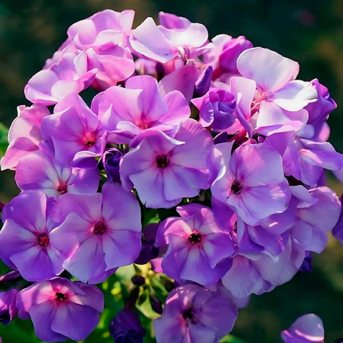 Флокс «Jeff's Blue»