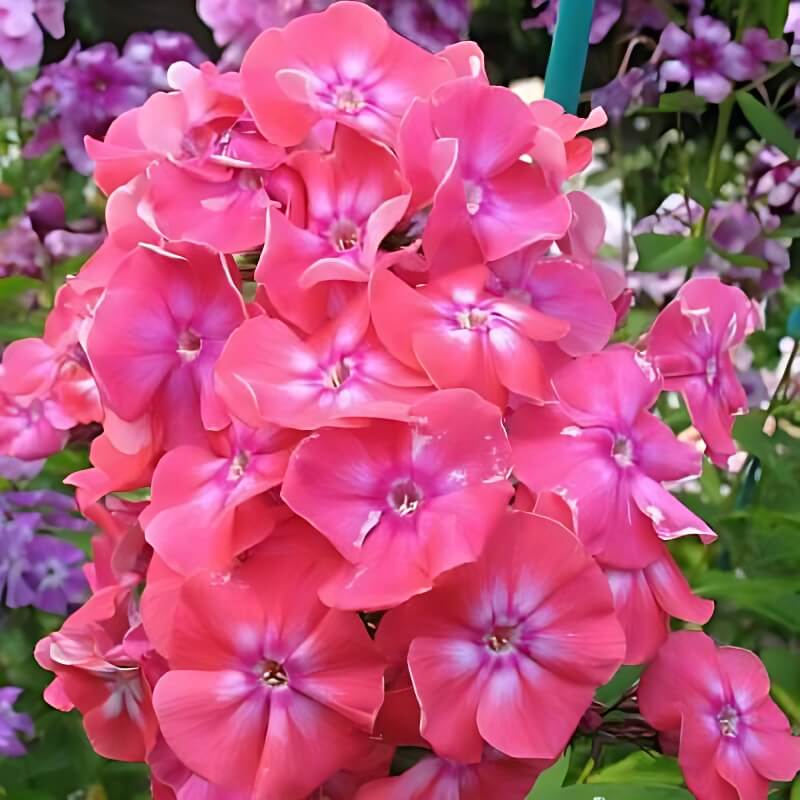 Флокс «Lizzy»
