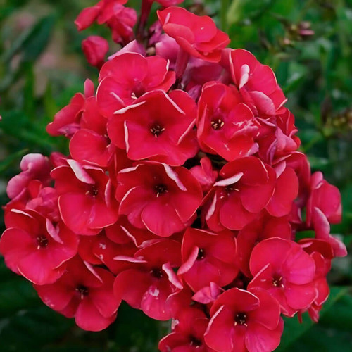 Флокс «Strawberry Daquiary»