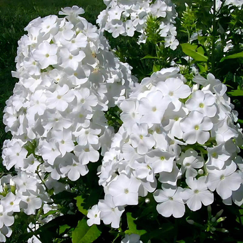 Флокс «White Admiral»