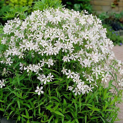 Флокс «White Perfume»