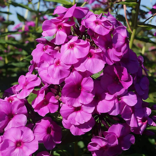 Флокс «Younigue Old Purple»