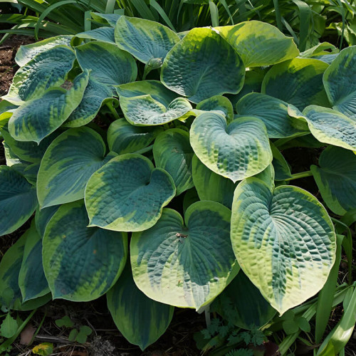 Хоста гибридная «Tokudama Flavocircinalis» М