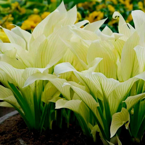 Хоста гибридная «White Feather» М