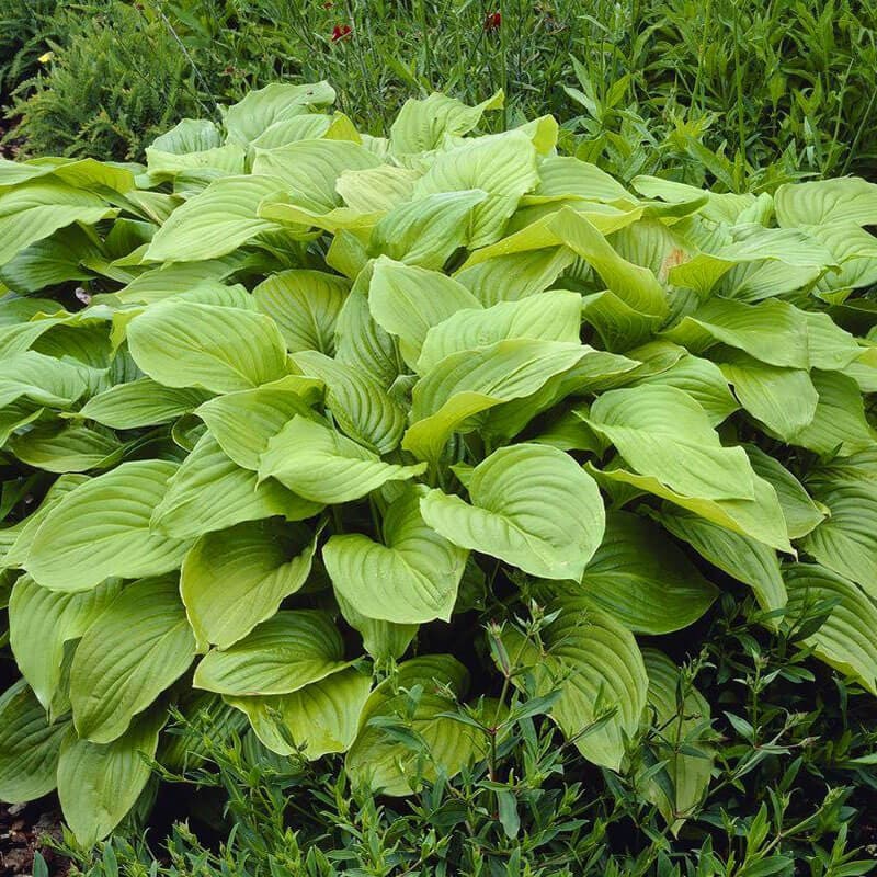 Хоста подорожниковая «Royal Standard» L