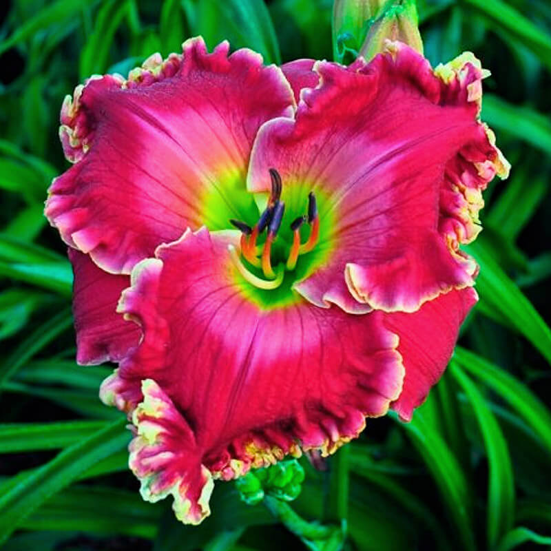 Лилейник «Watermelon Red»