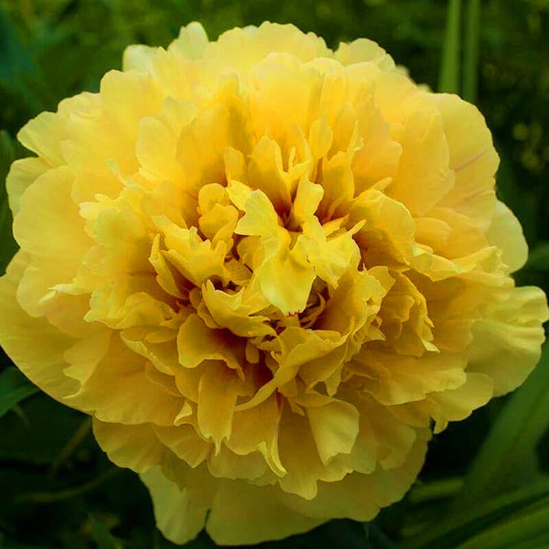 Пион ИТО гибрид «Garden Treasure»