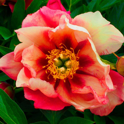 Пион ИТО гибрид «Old Rose Dandy»