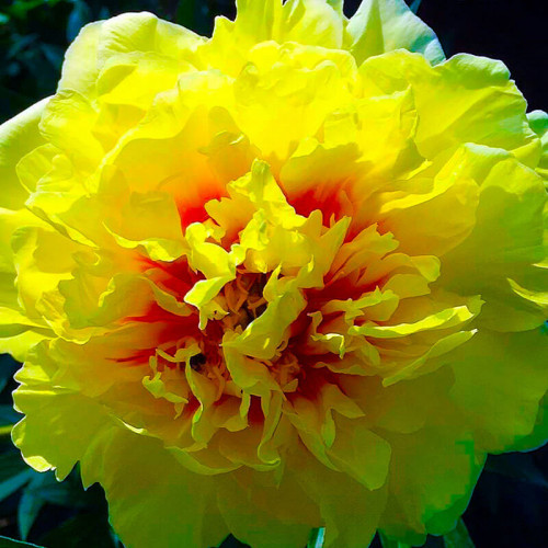 Пион ИТО гибрид «Yellow Crown»