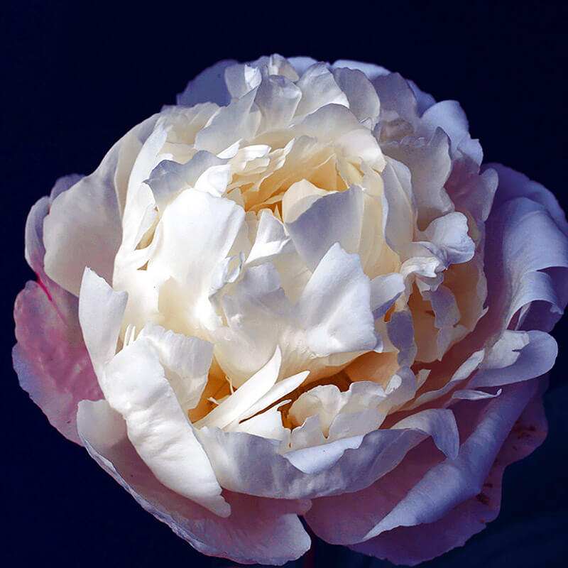 Пион травянистый «Gardenia»