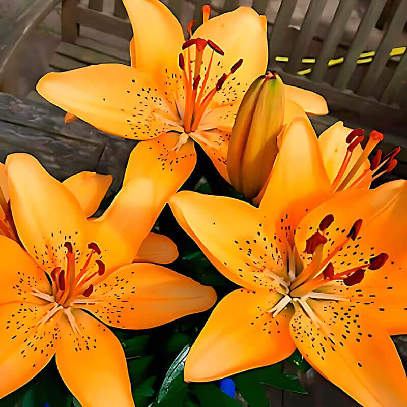 Лилия азиатская «Apricot Joy» 3шт. в упаковке