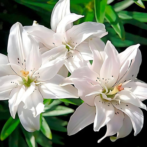 Лилия азиатская «Spring Pink» 3шт. в упаковке