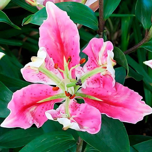 Лилия восточная «Parrot Pink Cariba» 3шт. в упаковке