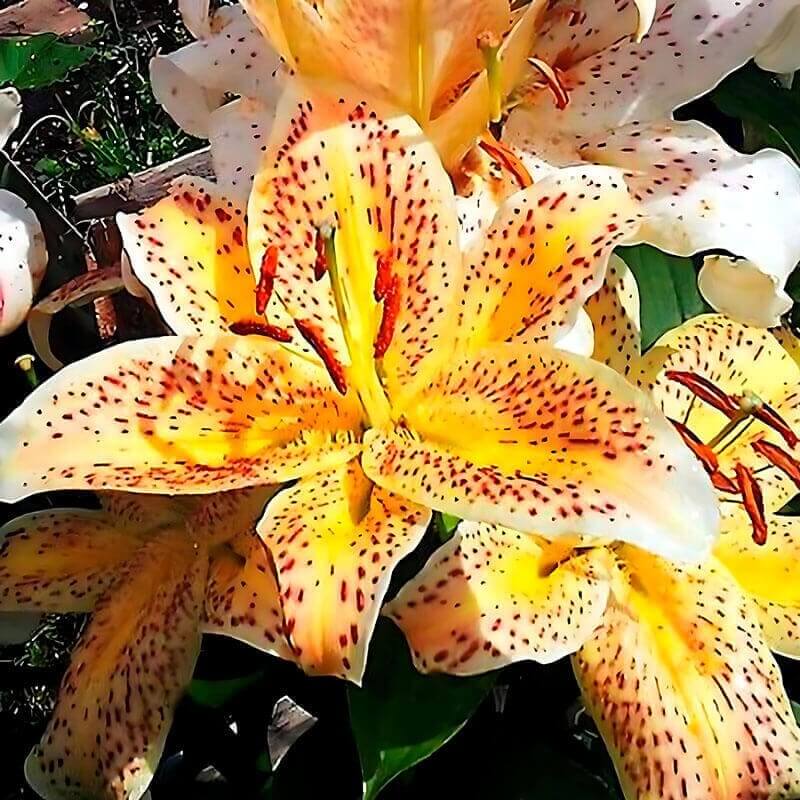 Лилия восточная «Tigermoon» 3шт. в упаковке