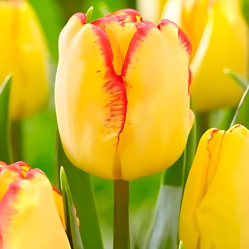 Тюльпан многоцветковый «Florette» 3шт. в упаковке